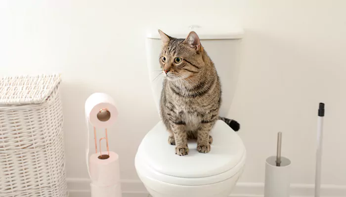 Does your cat follow you to the bathroom? Here's why